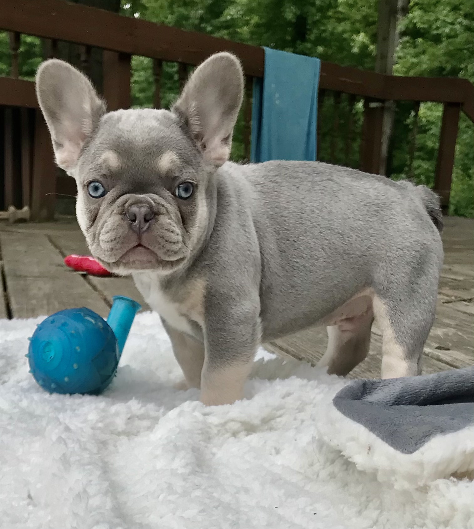 Lilac pied french store bulldog